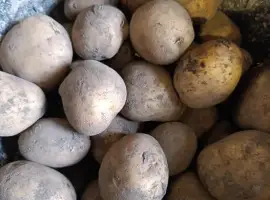 Зображення для оголошення Картопля рів'єра
