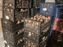 Зображення для оголошення Продам ВЕЛИКУ Й НАСІННЄВУ картоплю сортів Санте