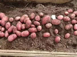 Зображення для оголошення Картопля гренада белароса