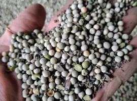 Зображення для оголошення Продам горох на корм тваринам