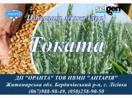 Зображення для оголошення Насіння ярої пшениці Токата (СН