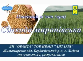Зображення для оголошення Насіння ярої пшениці Сімкода миронівська (БН