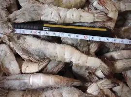 Зображення для оголошення Креветки свіжеморожені 30/40 Еквадор