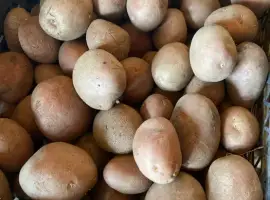 Зображення для оголошення Продам картошку посадка