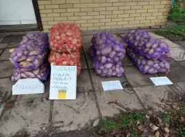 Зображення для оголошення Посадкова картошка
