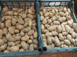 Зображення для оголошення Картопля насінева рання