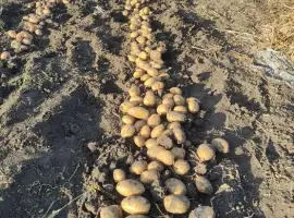 Зображення для оголошення Рання посадкова картопля Спектра, Корінна, Мікадо