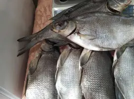 Зображення для оголошення Сушена риба ( густіра, лящ, підлящ, карась)