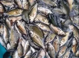 Зображення для оголошення Продаємо зарибок коропа, амура, лина та товстолоб