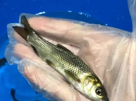 Зображення для оголошення Зарибок мальок Налим Короп Лин білий Амур
