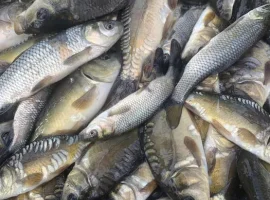 Зображення для оголошення Зарибок білого амура, дзеркального коропа