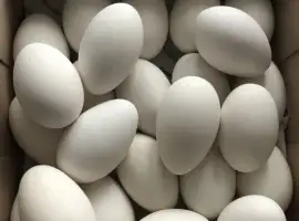 Зображення для оголошення Гусячі яйця інкубаційні