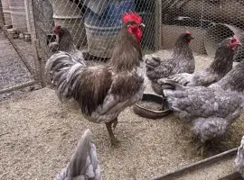 Зображення для оголошення Інкубаційне яйце (курчата). Джерсійський гігант