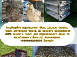 Зображення для оголошення Перепелине інкубаційне яйце 4 порід