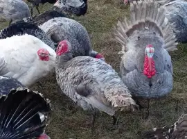 Зображення для оголошення Інкубаційні індичі яйця