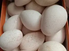 Зображення для оголошення Продам інкубаційні індичі яйця