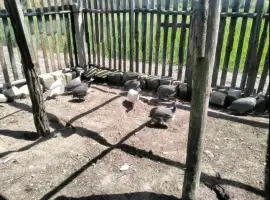 Зображення для оголошення Продам інкубаційне яйце цесарки
