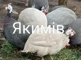 Зображення для оголошення Інкубаційні яйця цесарок