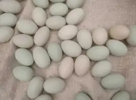 Зображення для оголошення Продам качині інкубаційні яйця