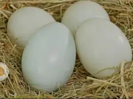 Зображення для оголошення Інкубаційні яйця качині мускусна утка