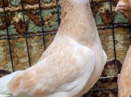 Зображення для оголошення Голуби сирійська адана