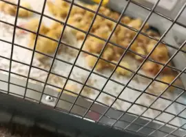 Зображення для оголошення Перепела , яйця, підрощенні,добові , м'ясо