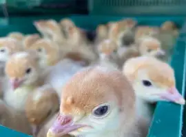 Зображення для оголошення Індичата з доставкою по Україні індики
