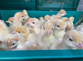 Зображення для оголошення Продаю Індичата Біг 6