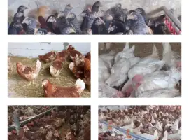 Зображення для оголошення Продам кури несушки! Доставка безкоштовна