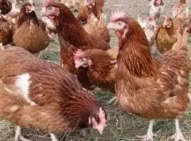 Зображення для оголошення Продам річні кури
