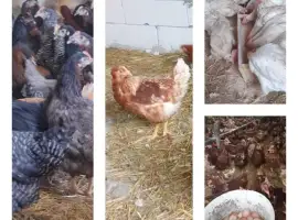 Зображення для оголошення Продам кури несушки! Доставка безкоштовна.