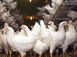 Зображення для оголошення Молодые куры несушки