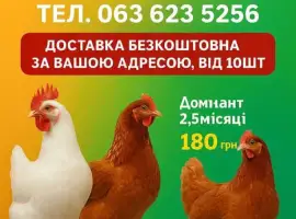 Зображення для оголошення КУри несушки Кривий ріг ! доставка додому