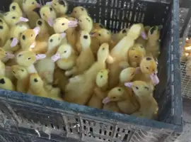Зображення для оголошення Мулард утята оптом