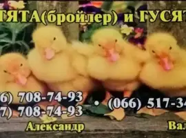 Зображення для оголошення Цыплята, Утята,Гусята
