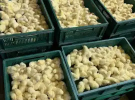 Зображення для оголошення Курчата бройлерів