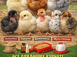 Зображення для оголошення Добові курчата і бройлери
