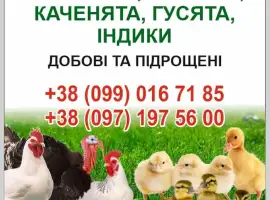 Зображення для оголошення Бройлери ,курчата ,каченята ,густа,індики.