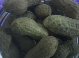 Зображення для оголошення Арахіс домашній.