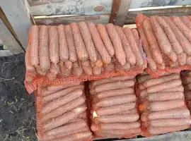 Зображення для оголошення Продам гарну моркву на переробку