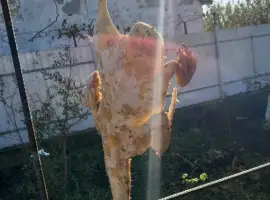 Зображення для оголошення Продам мясо утки домашняя без гмо