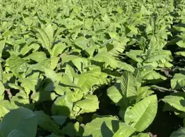 Зображення для оголошення Продам розсаду тютюну.Під замовлення.