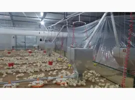 Зображення для оголошення Оборудование для выращивания бройлерной курицы
