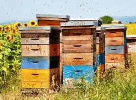 Зображення для оголошення Продам інвентар для пасіки б/у... вулики б/у