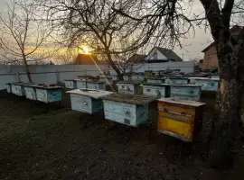 Зображення для оголошення Продам вулики б/у 50 шт