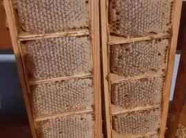 Зображення для оголошення Медові соти, стільники з медом, Мед у сотах