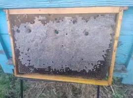 Зображення для оголошення Соти, Мед у сотах