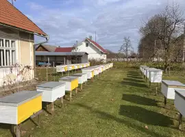 Зображення для оголошення Продам бджолопакети до30шт. карпатка