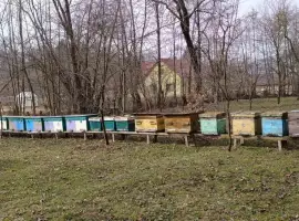 Зображення для оголошення Бджолопакети карпатка з доставкою