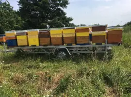 Зображення для оголошення Продам бджолопакети! 2026 рік. Бджола карніка,